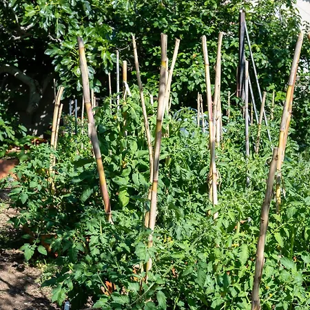 Minor Swing - - Casa Monica - Lägenhet