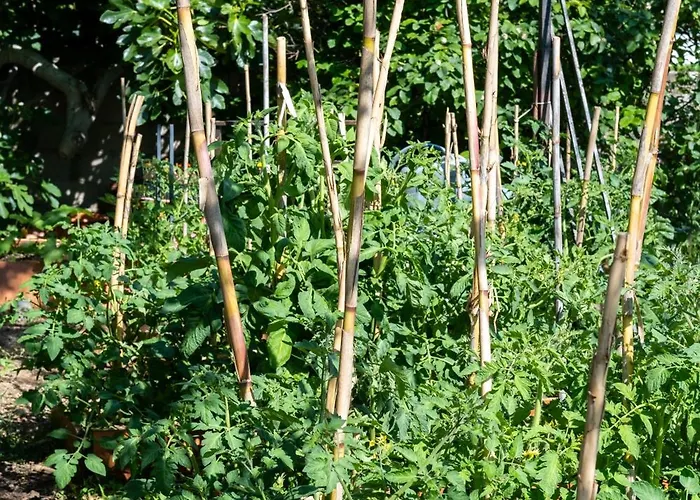 Minor Swing - - Casa Monica - Apartmán